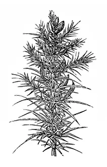 Botanics Prints: Ulex europaeus (gorse, common gorse, furze)