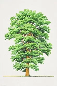 Trees Gallery: Ulmus procera, English Elm tree