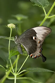 Papilionidae Prints: Ulysses butterfly, Blue Mountain Swallowtail or Blue Mountain butterfly -Papilio ulysses