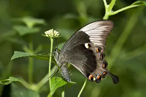 Australian Prints: Ulysses butterfly, Blue Mountain Swallowtail or Blue Mountain butterfly -Papilio ulysses