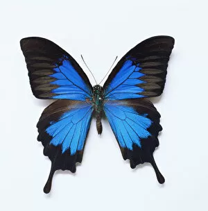 Ulysses Butterfly (Papilio ulysses joesa), overhead view