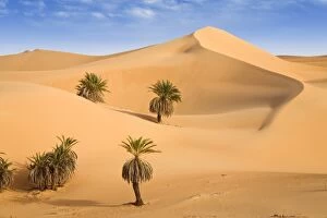 Desert Oasis Collection: Um el Ma Oasis, date palms and sand dunes, Libyan Desert, Libya, Sahara, North Africa, Africa