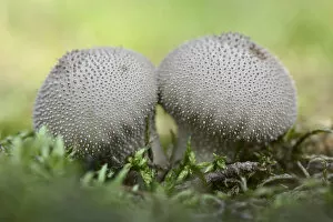 Images Dated 16th September 2014: Umber-Brown Puffball -Lycoperdon umbrinum-, Emsland, Lower Saxony, Germany