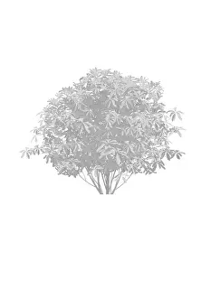Prints of Dorling Kindersley Prints Unlock the world's wonders with Dorling Kindersley's captivating illustrations – where knowledge meets artistry in every stroke: Umbrella Magnolia tree
