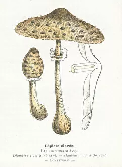 Images Dated 29th January 2018: Umbrella mushroom engraving 1895