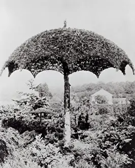 Botanical Garden Prints: Umbrella Shaped Tree From Garden