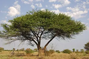 African Prints: Umbrella Thorn Acacia (Acacia tortilis), Okavango Delta, Botswana, Africa