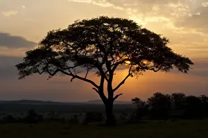 Sunsets Prints: Umbrella Thorn Acacia (Acacia tortilis) at sunset in the Serengeti, Tanzania, Africa