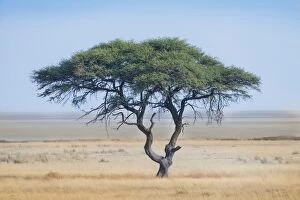 Natural Preserve Gallery: Umbrella Thorn -Acacia tortilis-, tree in front of the Etosha Pan, Etosha National Park, Namibia