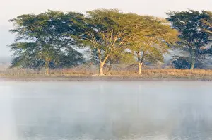 Umbrella Thorn Acacia Trees on Bushveld Plain at Dawn