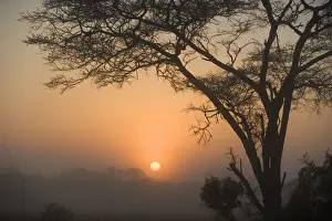 Mkuze Game Reserve Prints: Umbrella Thorn Acacia Trees on Bushveld Plain at Sunset