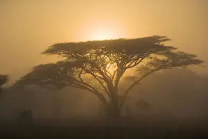 Mkuze Game Reserve Prints: Umbrella Thorn Acacia Trees on Bushveld Plain at Sunset