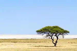 Semi Arid Prints: Umbrella Thorn acacia -Vachellia tortilis- in front of Etosha Pan