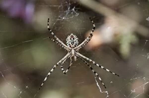 Images Dated 24th November 2010: Underside of female Garden Orb Spider -Argiope australis-, Hantam National Botanical Garden