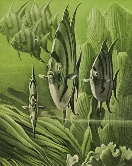 Underwater Sea Life