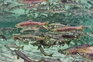 Images Dated 29th August 2010: Underwater Spawning Salmon, Alaska