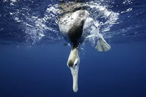 Images Dated 25th April 2018: Underwater view of an albatross looking underwater, North Island, New Zealand