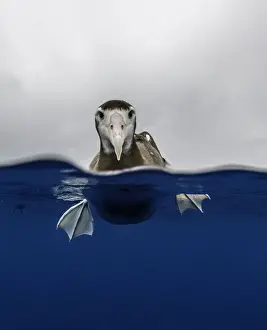 Swimming Prints: Over and underwater view of a brown headed albatross resting on the waters surface