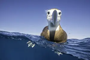 Wildest Animal Collection Prints: Over and underwater view of a brown headed albatross resting on the waters surface