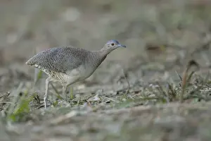 Tropical Bird Prints: Undulated Tinamou (Crypturellus undulatus)