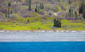 Images Dated 11th April 2017: UNESCO Site Desert landscape in springtime, Baja, Sea of Cortez, Mexico
