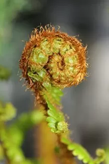 An unfurled fern frond