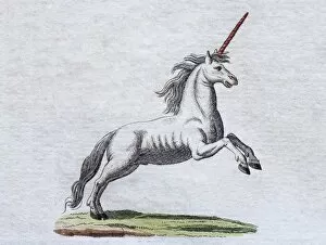 Images Dated 3rd July 2017: Unicorn, hand-colored copper engraving from childrens picture book by Friedrich Justin Bertuch