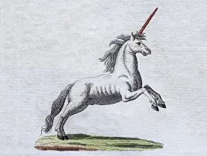 Animal Like Prints: Unicorn, hand-colored copper engraving from childrens picture book by Friedrich Justin Bertuch