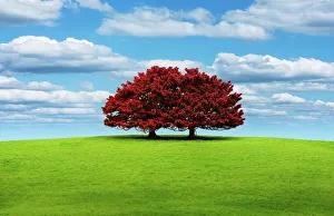 Freshness Collection: Unity in Red