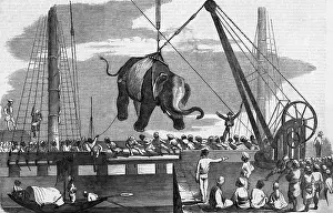 Unloading Prints: Unloading Elephants From Ship; Illustrat
