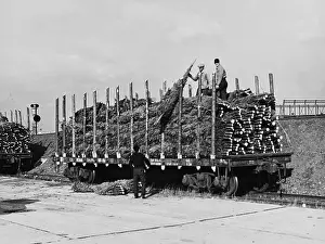 Arc0017636 Prints: Unloading Trees From A Rail Car