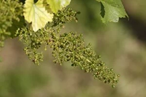 Unripe grapes -Vitis vinifera subsp. vinifera-, Wachau, Lower Austria, Austria, Europe