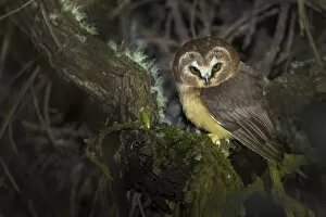Images Dated 10th October 2015: Unspotted saw-whet owl