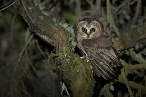 Images Dated 16th October 2015: Unspotted Saw-whet Owl