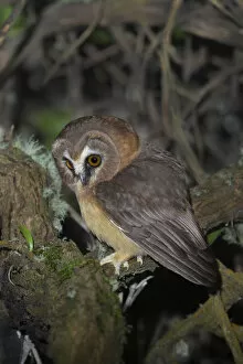 Images Dated 16th October 2015: Unspotted Saw-whet Owl