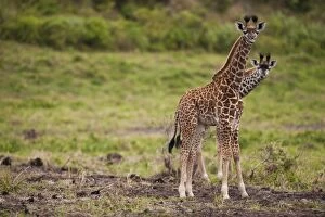 Tanzania Gallery: Two unusual giraffes (Giraffa carmeopardalis) looking curious, Arusha National Park, Tanzania