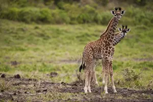 Bizarre Prints: Two unusual giraffes (Giraffa carmeopardalis) looking curious