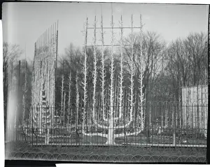 Versailles Prints: Unusual Trees at Versailles