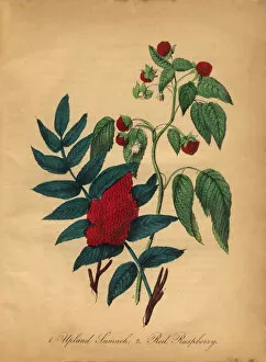Images Dated 5th July 2016: Upland Sumach and Red Raspberry Victorian Botanical Illustration