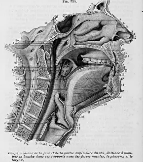 Prints of Black and white print illustrating a cross-section through the lower portion of a human head and upper neck, to show the upper respiratory system, including the mouth, nasal cavities, pharynx Science Inspired Art Prints: Upper Respiratory System