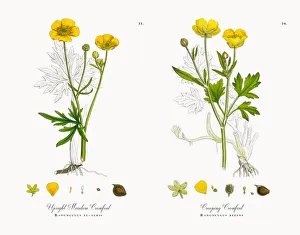 Images Dated 9th November 2017: Upright Meadow Crowfoot, Ranunculus eu-acris, Victorian Botanical Illustration, 1863