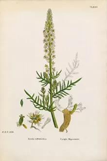 Images Dated 2nd February 2017: Upright Mignonnette, Reseda Suffruticulosa, Victorian Botanical Illustration, 1863