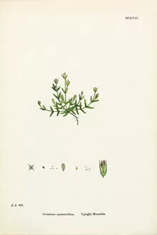 Images Dated 20th February 2017: Upright Moenchia, Cerastium Quaternellum, Victorian Botanical Illustration, 1863