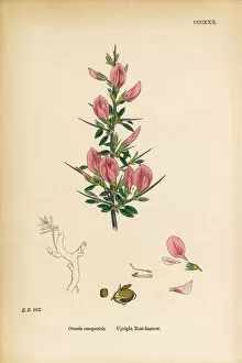 Images Dated 7th June 2017: Upright rest-Harrow, Ononis campestris, Victorian Botanical Illustration, 1863