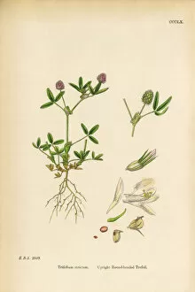 Images Dated 12th June 2017: Upright Round-headed Trefoil, Trifolium strictum, Victorian Botanical Illustration, 1863