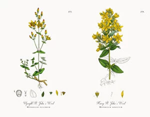 Images Dated 1st December 2017: Upright St. Johna┬Ç┬Ös Wort, Hypericum pulchrum, Victorian Botanical Illustration, 1863