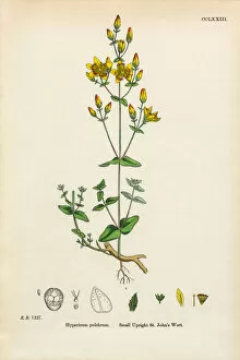 Images Dated 9th March 2017: Upright St. Johnas Wort, Hypericum pulchrum, Victorian Botanical Illustration, 1863