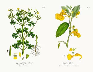 Images Dated 4th December 2017: Upright Yellow Sorrel, Oxalis stricta, Victorian Botanical Illustration, 1863