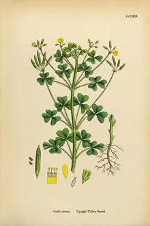 Images Dated 16th March 2017: Upright Yellow Sorrel, Oxalis stricta, Victorian Botanical Illustration, 1863