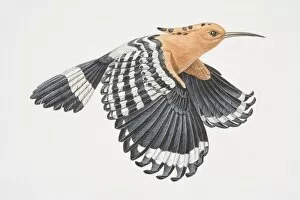 Feathers Collection: Upupa epops, flying Hoopoe, side view